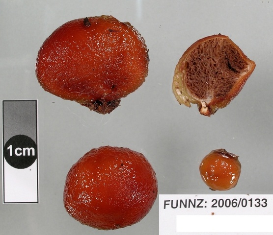 Cortinarius peraurantiacus = Thaxterogaster aurantiacus
