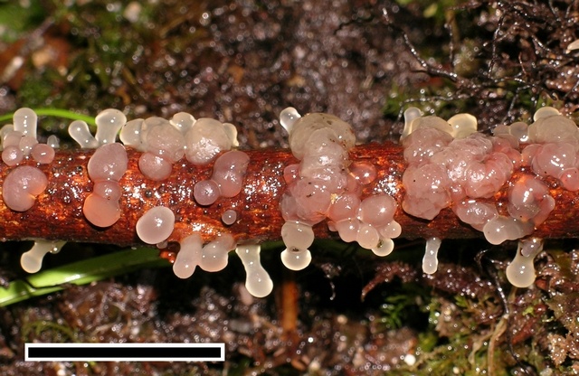 Dacrymyces tortus