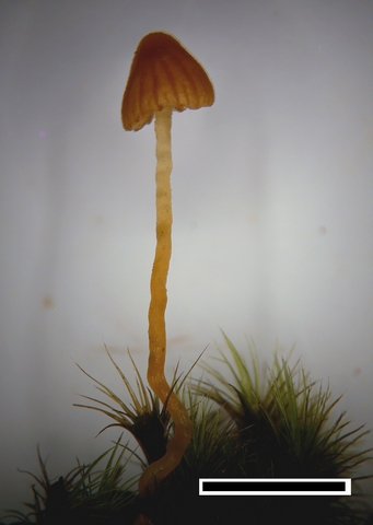 Galerina austrocalyptrata