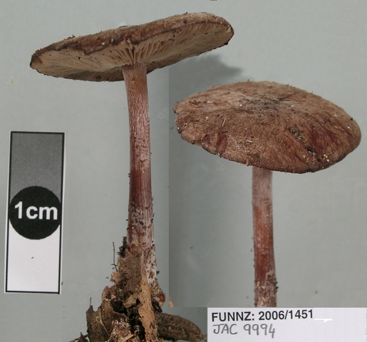 Lepiota pupurata