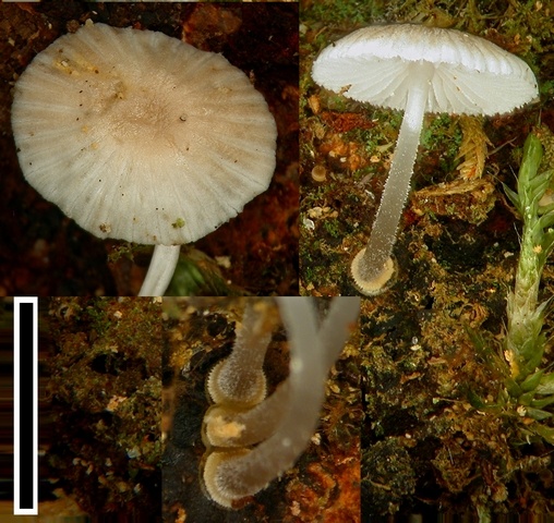 Mycena carmeliana