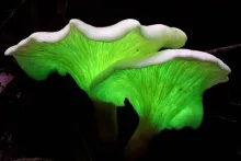 Bioluminscent Ghost Fungus - Omphalotus nidiformis -  Boaz Ng - CC BY-NC-ND 2.0